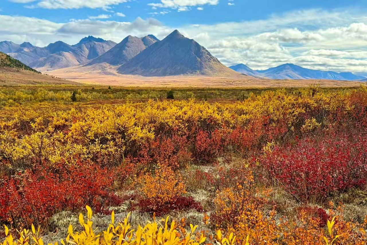 【Arctic Expedition】September 3rd - September 9th | Aurora | Arctic Circle | Wildlife | Indigenous Culture | Gentle Adventure