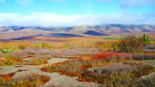 Arctic tour scenery 2025 Fall