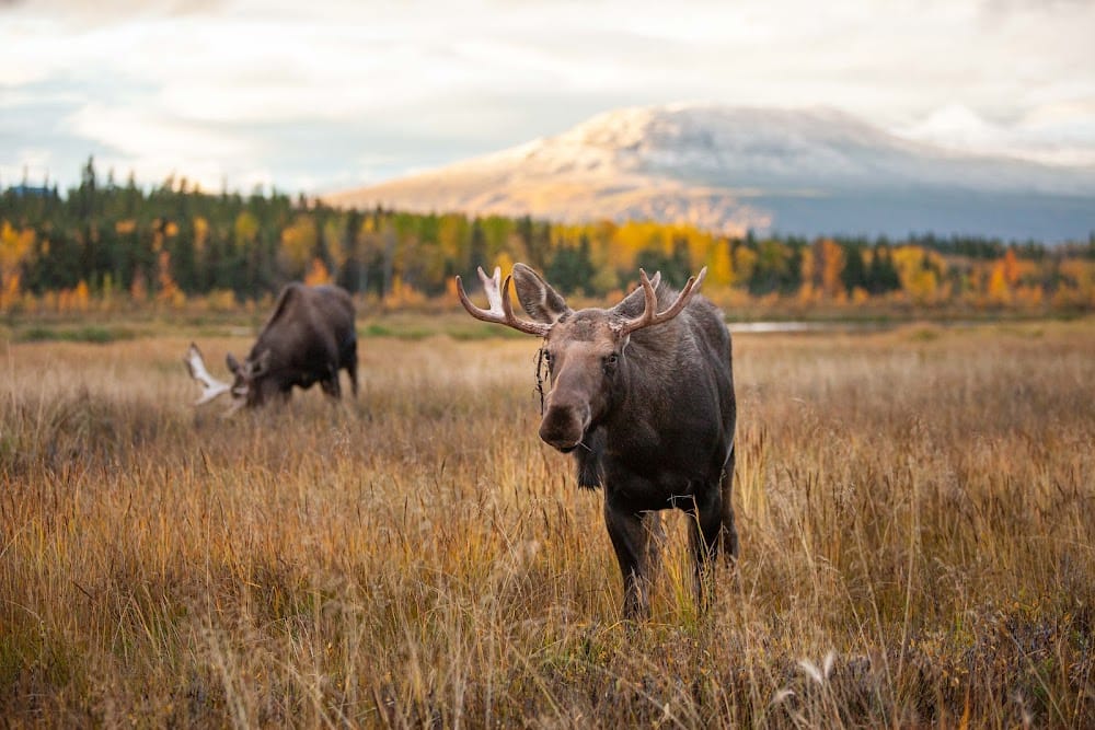 【Arctic Expedition】September 3rd - September 9th | Aurora | Arctic Circle | Wildlife | Indigenous Culture | Gentle Adventure